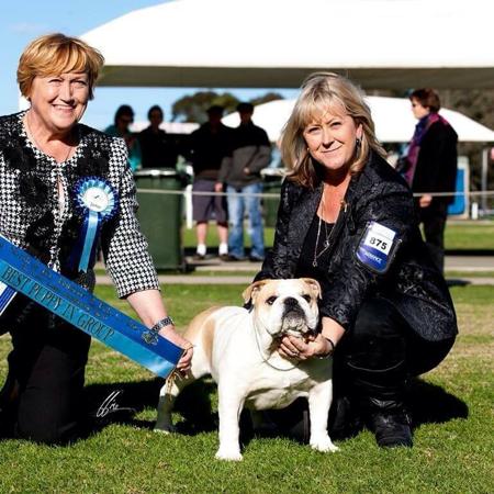 British Bulldog for sale by BRATRICE