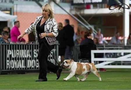 British Bulldog for sale by BRATRICE