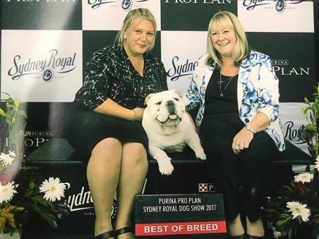 British Bulldog for sale by BRATRICE