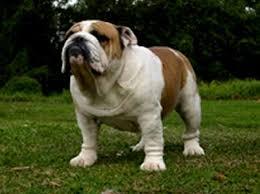 British Bulldog for sale by BRATRICE