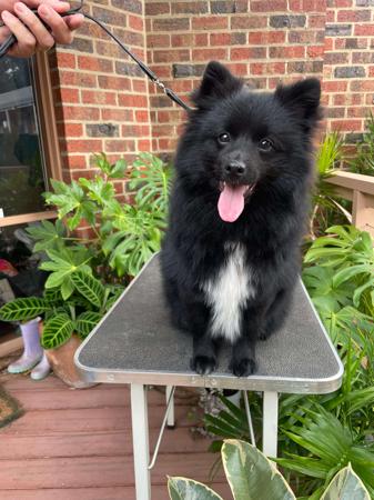 German Spitz (Klein) dog for sale by SPITZMAGIC