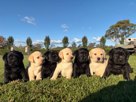 Labrador Retriever for sale by PAYCERLAB