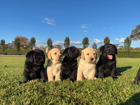 Labrador Retriever for sale by PAYCERLAB