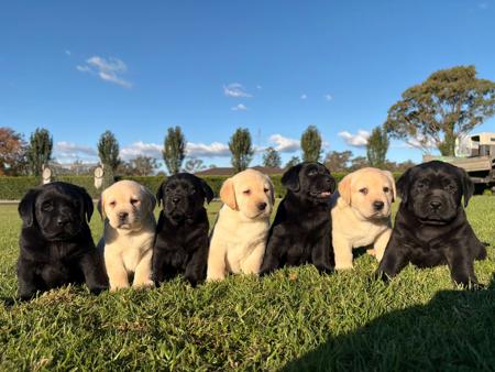 Labrador Retriever for sale by PAYCERLAB