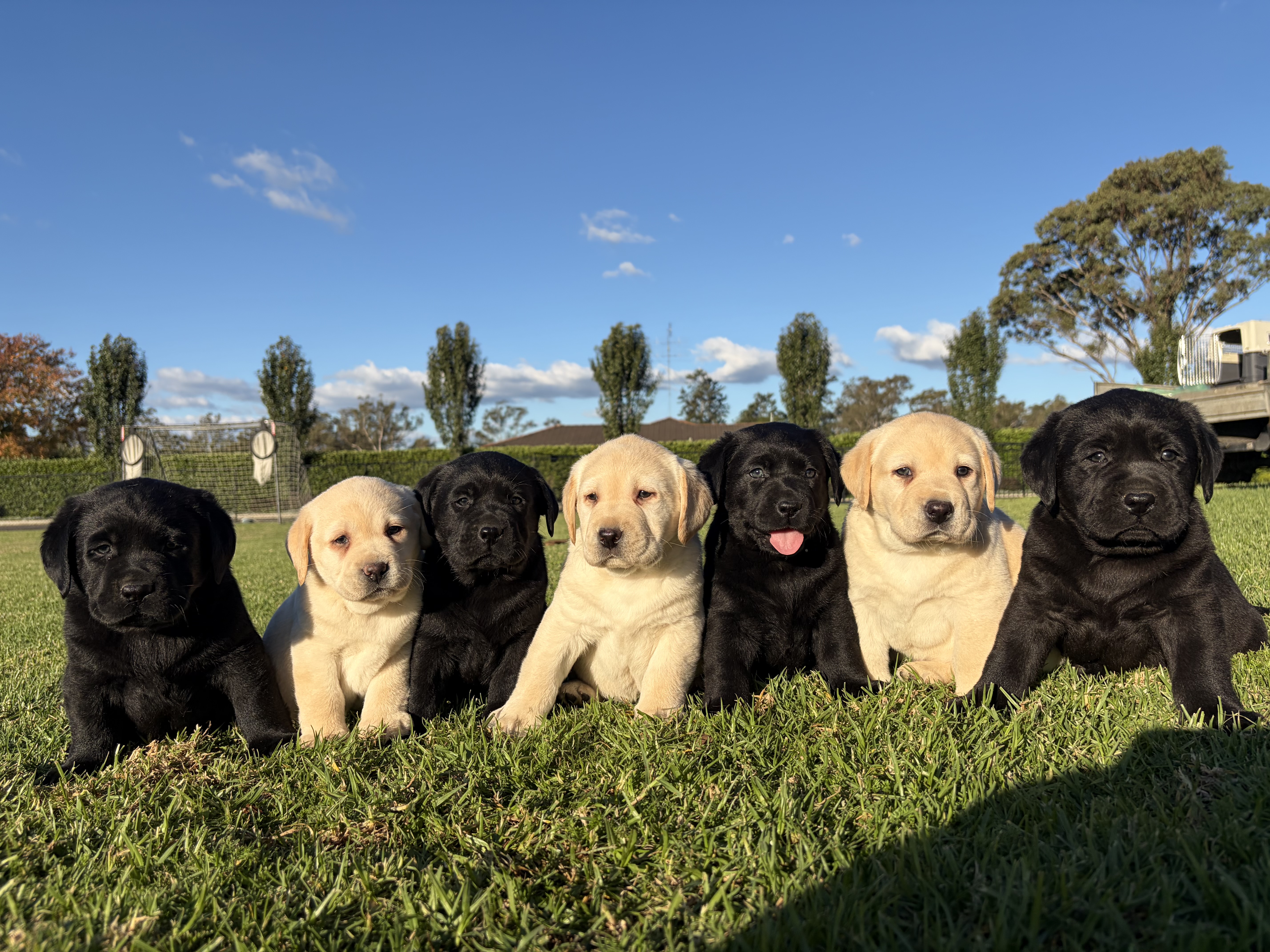 Labrador Retriever for sale by PAYCERLAB