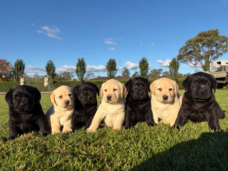 Labrador Retriever for sale by PAYCERLAB