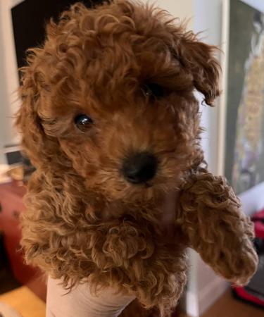 Poodle (Toy) for sale by RUBICON