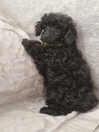 Poodle (Toy) for sale by RUBICUNDALE