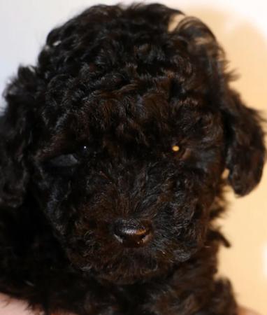 Poodle (Toy) for sale by RUBICUNDALE