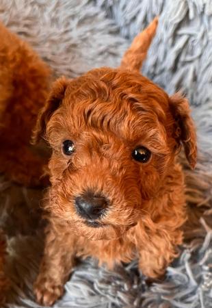 Poodle (Toy) for sale by RUBICUNDALE