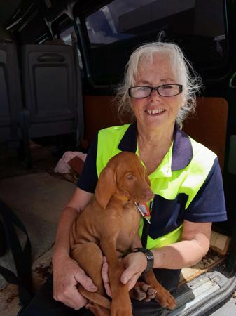 Hungarian Vizsla Puppies for Sale