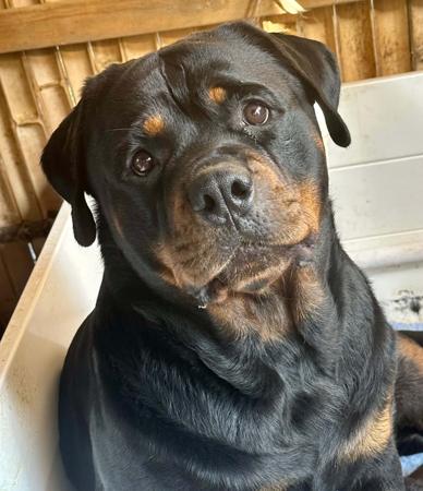 Rottweiler for sale by MUNDOOLY