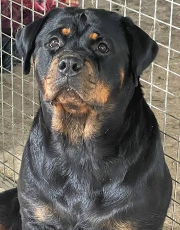Rottweiler for sale by MUNDOOLY