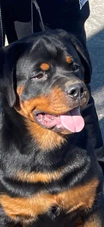 Rottweiler for sale by MUNDOOLY
