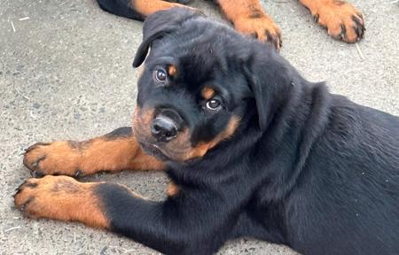 Rottweiler for sale by MUNDOOLY