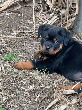 Rottweiler for sale by MUNDOOLY