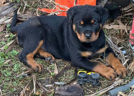 Rottweiler for sale by MUNDOOLY