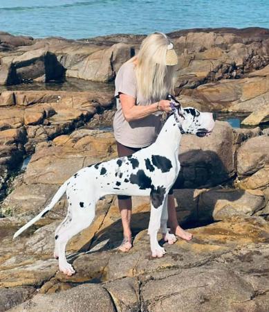 Stordansk Here I Am (AI) Great Dane