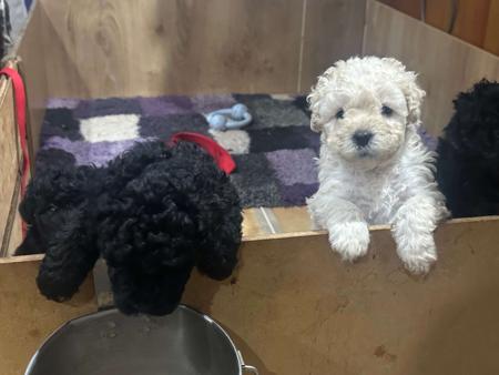 Puli puppy for sale by GOLDROSE