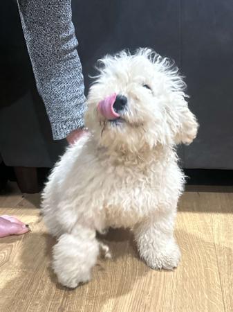 Puli puppy for sale by GOLDROSE
