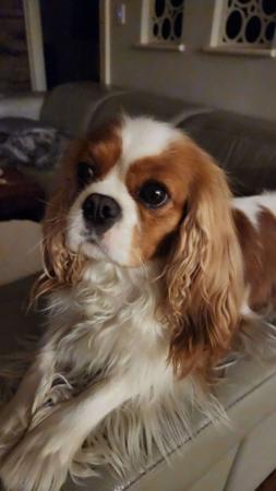 Cavalier King Charles Spaniel for sale by CAVNOUVEAU