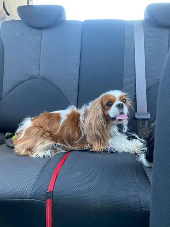 Cavalier King Charles Spaniel for sale by CAVNOUVEAU