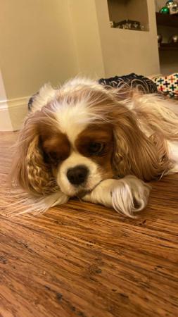 Cavalier King Charles Spaniel for sale by CAVNOUVEAU