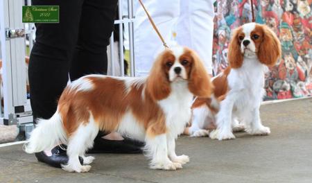Cavalier King Charles Spaniel for sale by CAVNOUVEAU