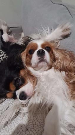 Cavalier King Charles Spaniel for sale by CAVNOUVEAU