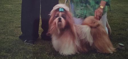 Shih Tzu for sale by LEIMING