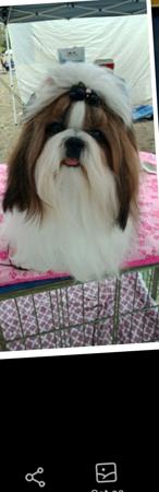 Shih Tzu for sale by LEIMING