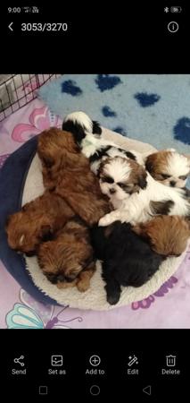 Shih Tzu for sale by LEIMING
