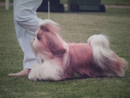 Shih Tzu for sale by LEIMING