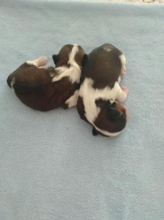 Shih Tzu puppy for sale by LEONIE
