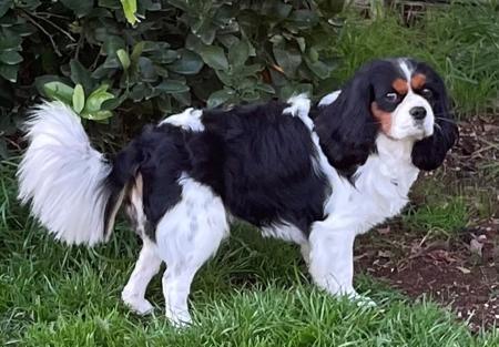 Cavalier King Charles Spaniel for sale by NABUCCO