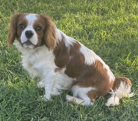 Cavalier King Charles Spaniel for sale by NABUCCO