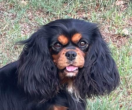 Cavalier King Charles Spaniel for sale by NABUCCO