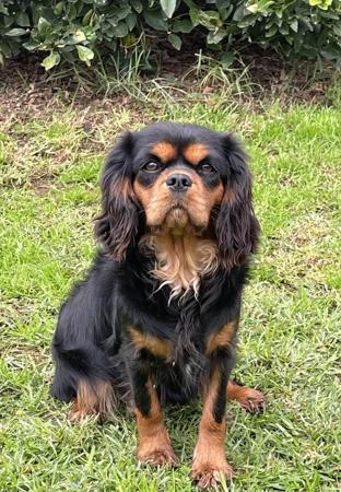 Cavalier King Charles Spaniel for sale by NABUCCO