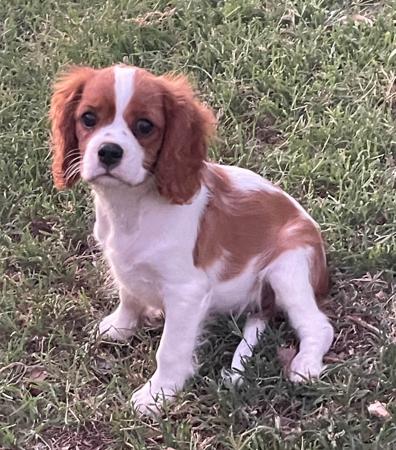 Cavalier King Charles Spaniel for sale by NABUCCO
