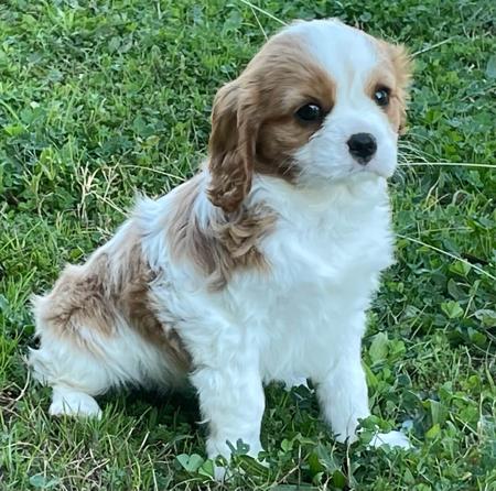 Cavalier King Charles Spaniel for sale by NABUCCO