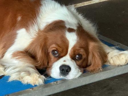 Cavalier King Charles Spaniel puppy for sale by NABUCCO