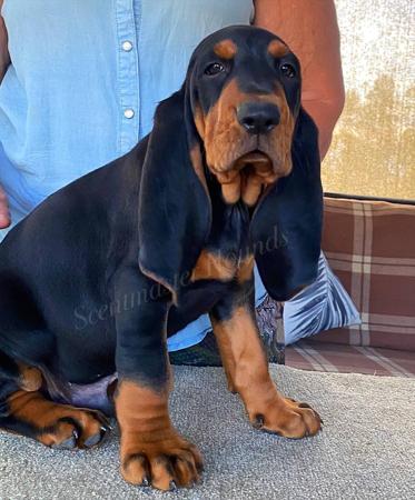 Black and Tan Coonhound for sale by SCENTMASTER