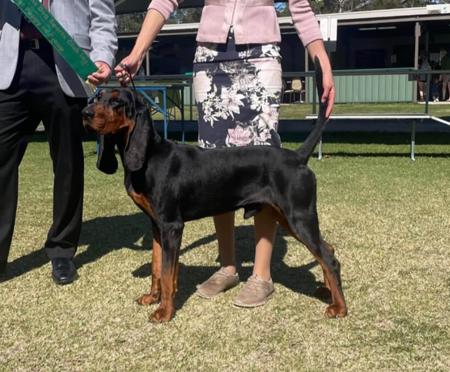 Black and Tan Coonhound for sale by SCENTMASTER