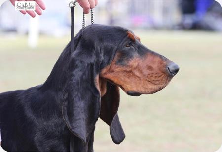 Black and Tan Coonhound for sale by SCENTMASTER