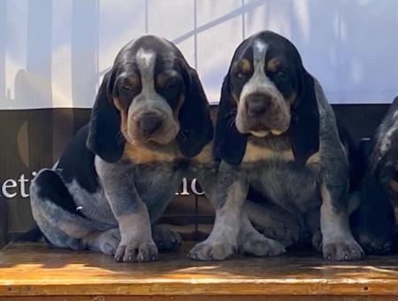 Bluetick Coonhound for sale by SCENTMASTER