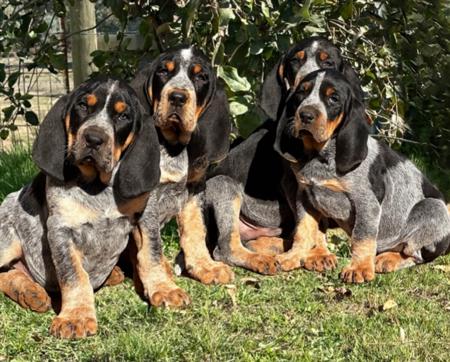 Bluetick Coonhound for sale by SCENTMASTER