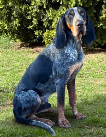 Bluetick Coonhound for sale by SCENTMASTER