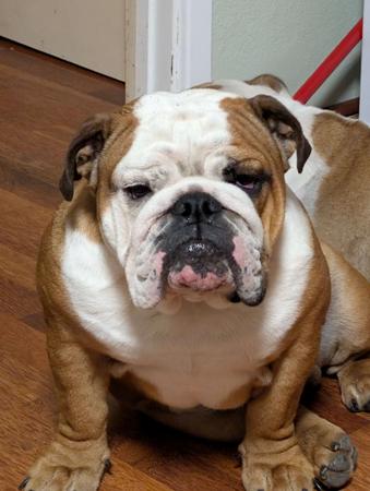 British Bulldog for sale by KARTRE