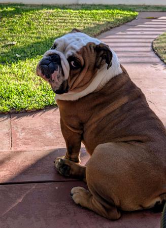 British Bulldog for sale by KARTRE