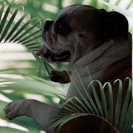 British Bulldog for sale by KARTRE